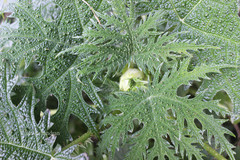 Girardinia diversifolia